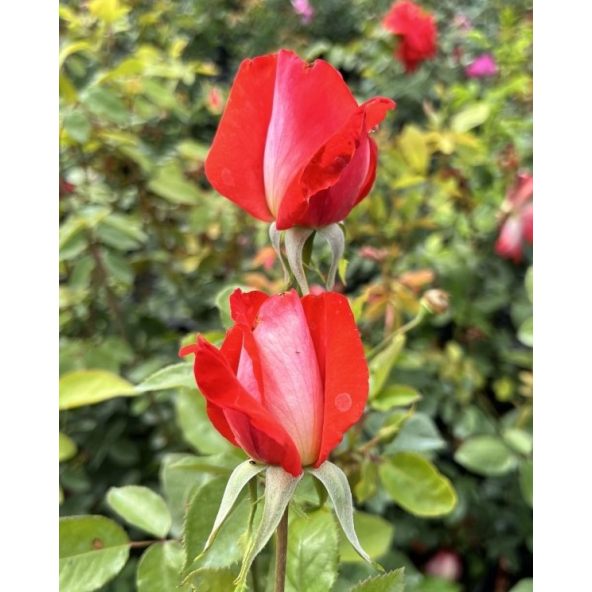 Róża pnąca Cap Horn