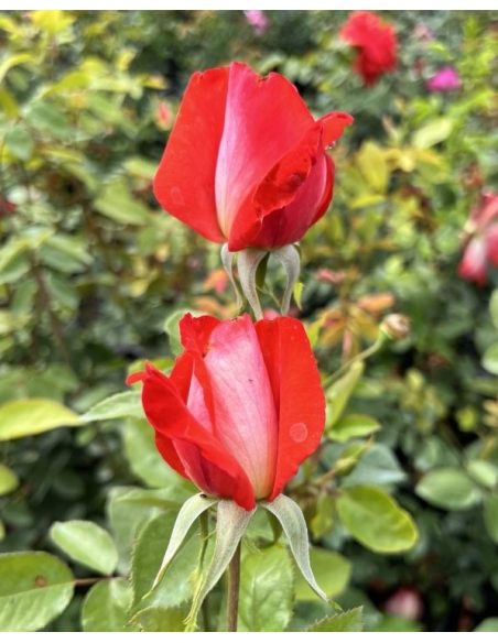 Róża pnąca Cap Horn