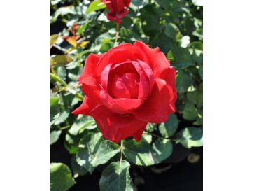 'Flammentanz' - róża pnąca
Rosa 'Flammentanz'