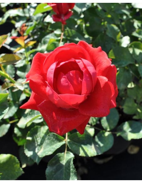 'Flammentanz' - róża pnąca
Rosa 'Flammentanz'