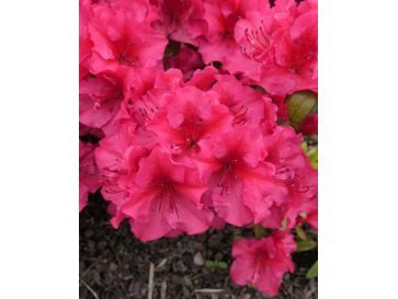 'Florida' - azalia japońska
Rhododendron 'Florida'