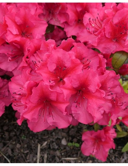 'Florida' - azalia japońska
Rhododendron 'Florida'