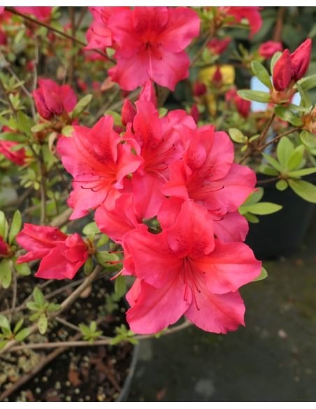 'Florida' - azalia japońska
Rhododendron 'Florida'