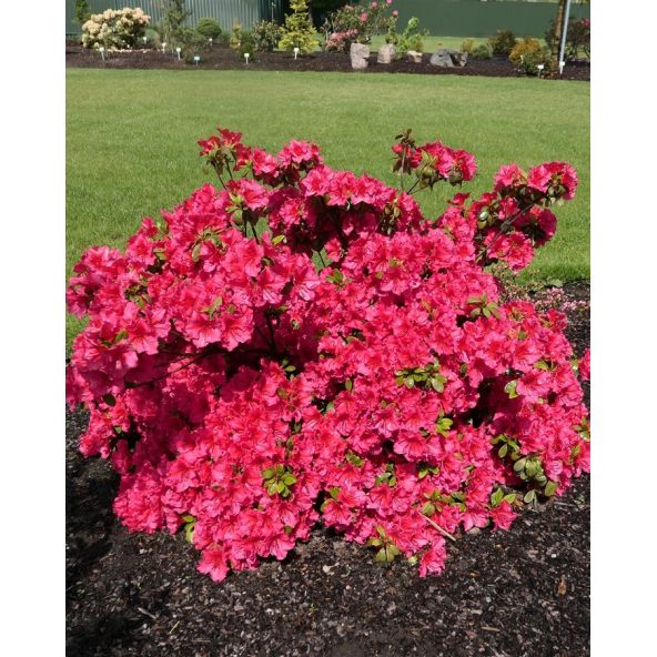 'Florida' - azalia japońska
Rhododendron 'Florida'