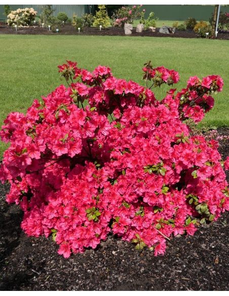 'Florida' - azalia japońska
Rhododendron 'Florida'