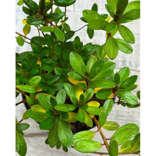 'Florida' - azalia japońska
Rhododendron 'Florida'