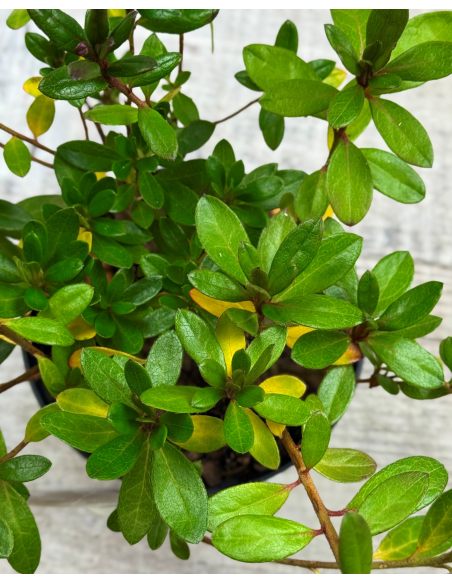 'Florida' - azalia japońska
Rhododendron 'Florida'