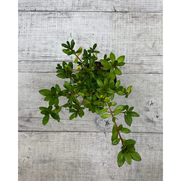 'Florida' - azalia japońska
Rhododendron 'Florida'