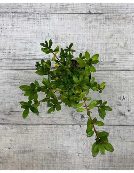 'Florida' - azalia japońska
Rhododendron 'Florida'