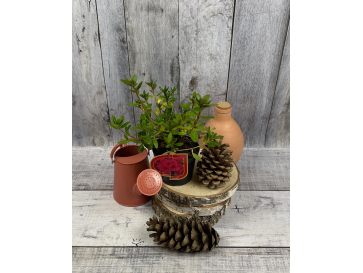 'Florida' - azalia japońska
Rhododendron 'Florida' 2