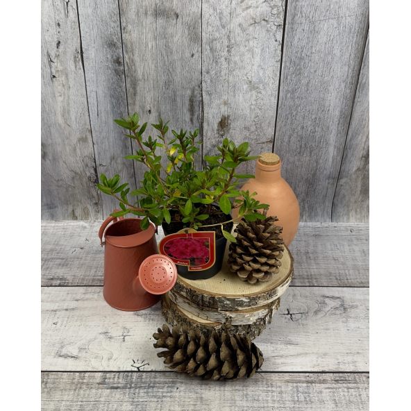 'Florida' - azalia japońska
Rhododendron 'Florida'