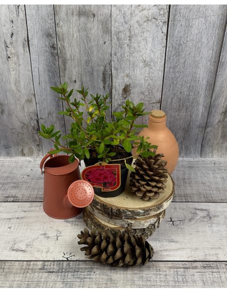 'Florida' - azalia japońska
Rhododendron 'Florida'