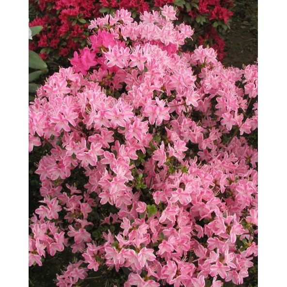 'Kermesina Rose' - azalia japońska
Rhododendron 'Kermesina Rose'