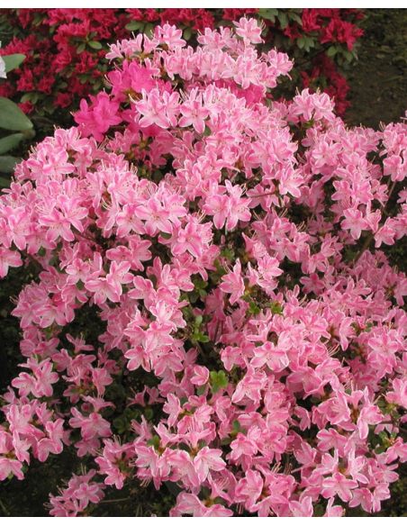 'Kermesina Rose' - azalia japońska
Rhododendron 'Kermesina Rose'