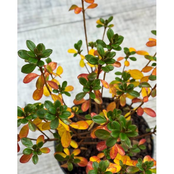 'Kermesina Rose' - azalia japońska
Rhododendron 'Kermesina Rose'