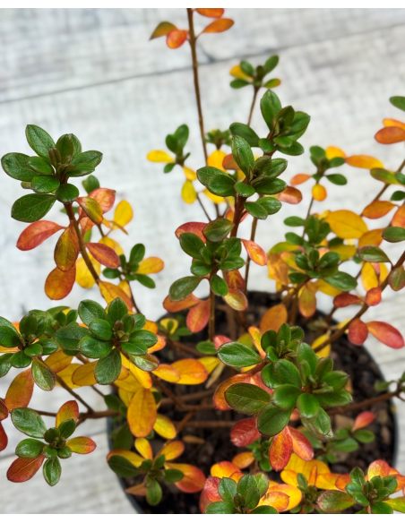 'Kermesina Rose' - azalia japońska
Rhododendron 'Kermesina Rose'