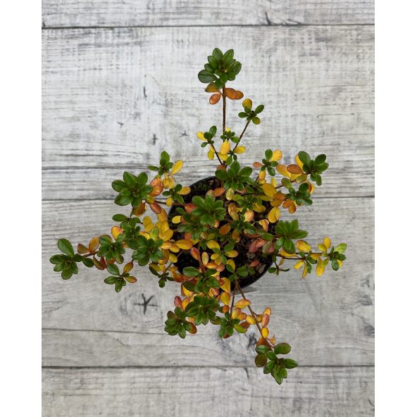 'Kermesina Rose' - azalia japońska
Rhododendron 'Kermesina Rose'