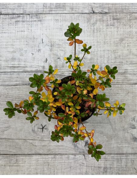 'Kermesina Rose' - azalia japońska
Rhododendron 'Kermesina Rose'