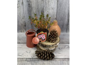 'Kermesina Rose' - azalia japońska
Rhododendron 'Kermesina Rose' 2