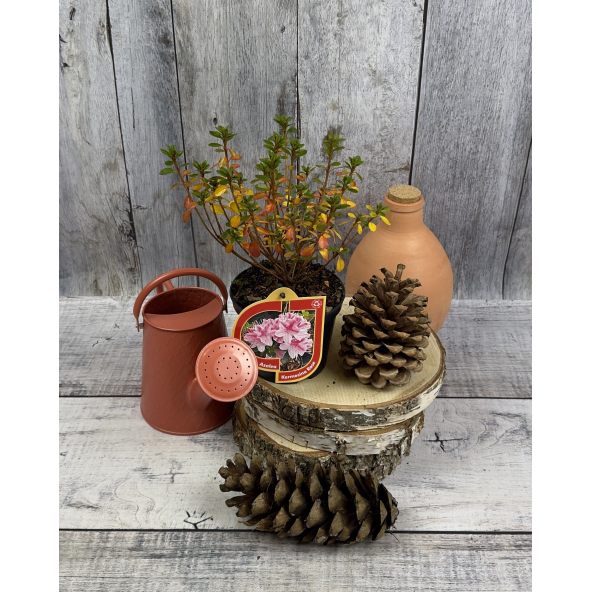 'Kermesina Rose' - azalia japońska
Rhododendron 'Kermesina Rose'