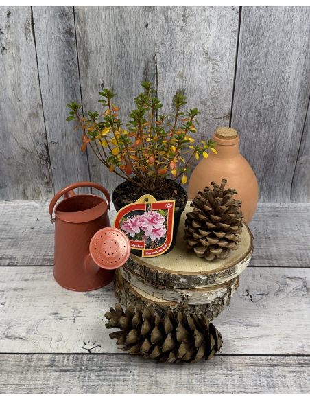 'Kermesina Rose' - azalia japońska
Rhododendron 'Kermesina Rose'