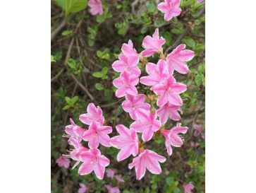 'Kermesina Rose' - azalia japońska
Rhododendron 'Kermesina Rose'