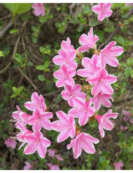'Kermesina Rose' - azalia japońska
Rhododendron 'Kermesina Rose'