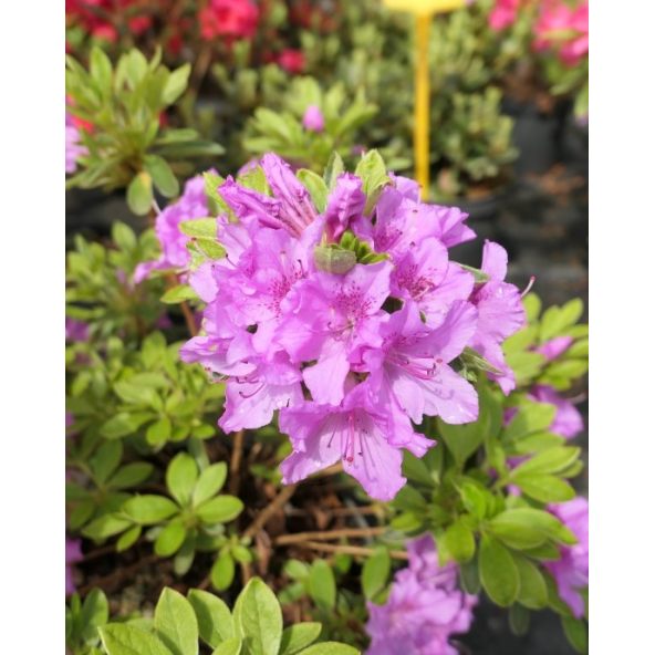 'Malá Skála' PBR - azalia japońska
Rhododendron 'Malá Skála' PBR
(‘Diamant Purpur’ × ‘Ledikanense’)