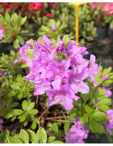 'Malá Skála' PBR - azalia japońska
Rhododendron 'Malá Skála' PBR
(‘Diamant Purpur’ × ‘Ledikanense’)