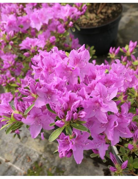'Malá Skála' PBR - azalia japońska
Rhododendron 'Malá Skála' PBR
(‘Diamant Purpur’ × ‘Ledikanense’)