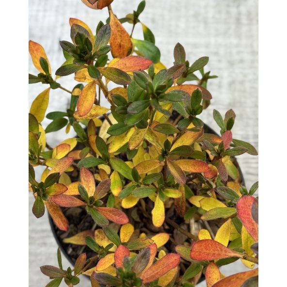 'Malá Skála' PBR - azalia japońska
Rhododendron 'Malá Skála' PBR
(‘Diamant Purpur’ × ‘Ledikanense’)