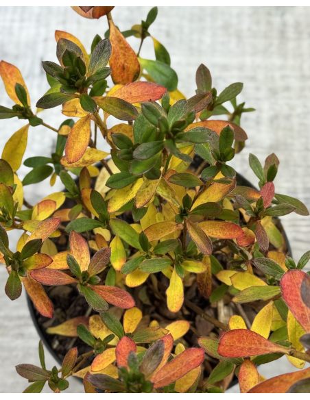 'Malá Skála' PBR - azalia japońska
Rhododendron 'Malá Skála' PBR
(‘Diamant Purpur’ × ‘Ledikanense’)