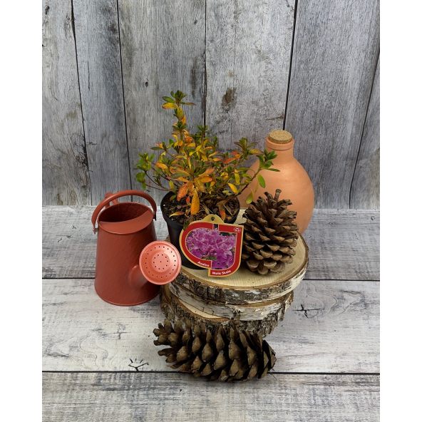 'Malá Skála' PBR - azalia japońska
Rhododendron 'Malá Skála' PBR
(‘Diamant Purpur’ × ‘Ledikanense’)