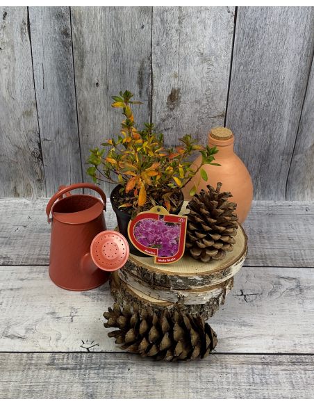 'Malá Skála' PBR - azalia japońska
Rhododendron 'Malá Skála' PBR
(‘Diamant Purpur’ × ‘Ledikanense’)