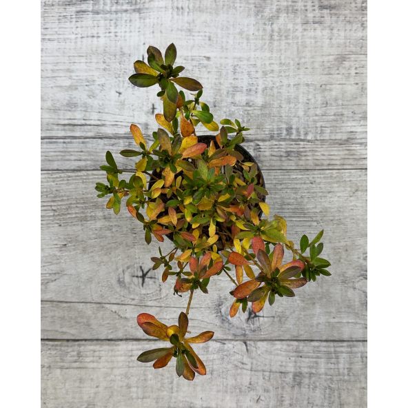 'Malá Skála' PBR - azalia japońska
Rhododendron 'Malá Skála' PBR
(‘Diamant Purpur’ × ‘Ledikanense’)