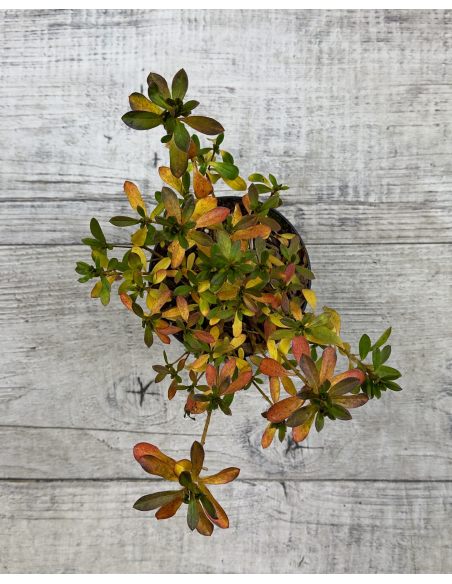 'Malá Skála' PBR - azalia japońska
Rhododendron 'Malá Skála' PBR
(‘Diamant Purpur’ × ‘Ledikanense’)