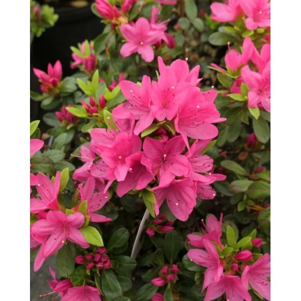 'Rosalind' - azalia japońska
Rhododendron 'Rosalind'