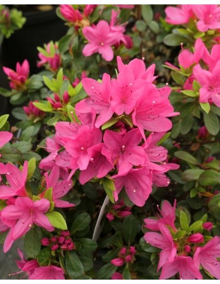 'Rosalind' - azalia japońska
Rhododendron 'Rosalind'