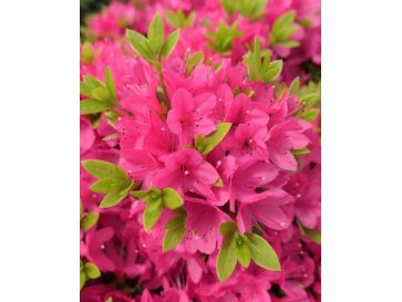 'Rosalind' - azalia japońska
Rhododendron 'Rosalind'