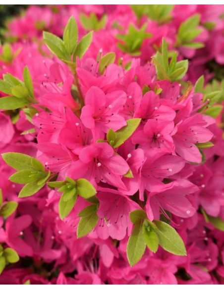 'Rosalind' - azalia japońska
Rhododendron 'Rosalind'