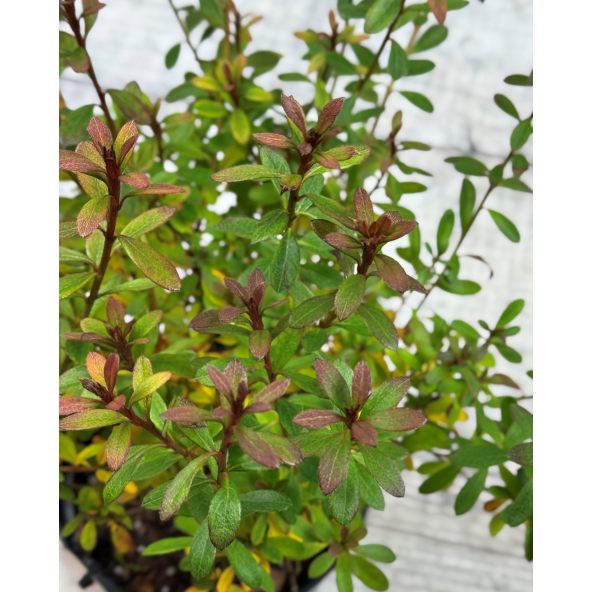 'Rosalind' - azalia japońska
Rhododendron 'Rosalind'