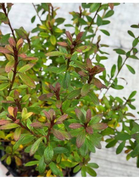 'Rosalind' - azalia japońska
Rhododendron 'Rosalind'
