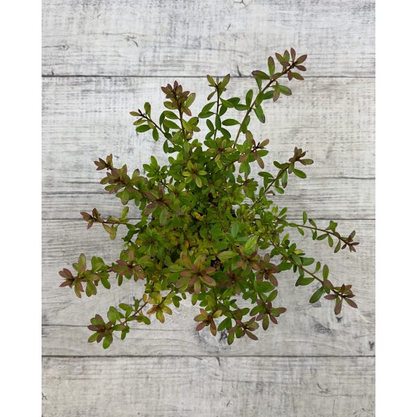 'Rosalind' - azalia japońska
Rhododendron 'Rosalind'