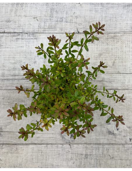 'Rosalind' - azalia japońska
Rhododendron 'Rosalind'