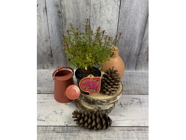 'Rosalind' - azalia japońska
Rhododendron 'Rosalind' 2