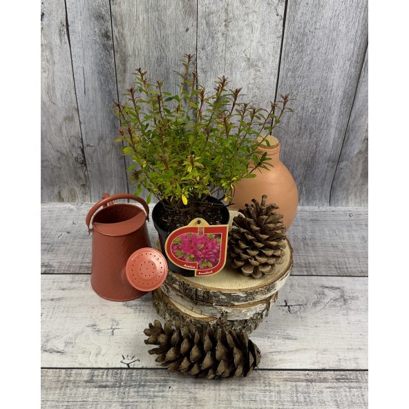 'Rosalind' - azalia japońska
Rhododendron 'Rosalind'