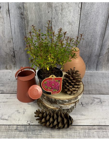 'Rosalind' - azalia japońska
Rhododendron 'Rosalind'