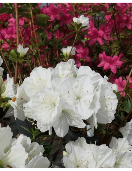 'Sněžka' PBR - azalia japońska
Rhododendron 'Sněžka' PBR
(‘Maischnee’ × ‘Lednice’)