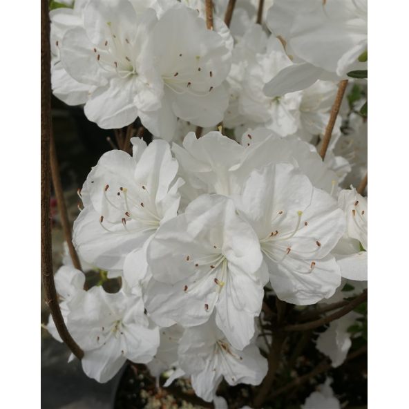 'Sněžka' PBR - azalia japońska
Rhododendron 'Sněžka' PBR
(‘Maischnee’ × ‘Lednice’)