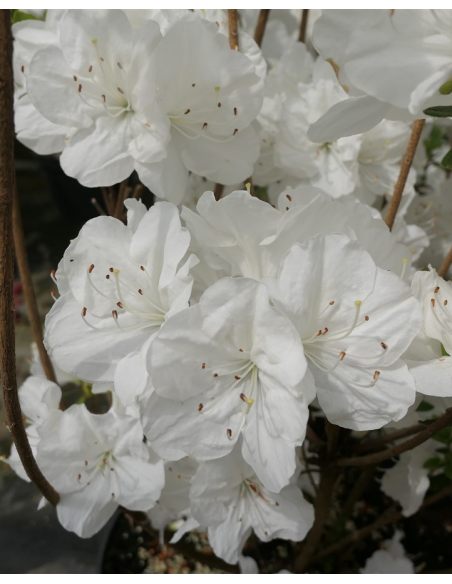 'Sněžka' PBR - azalia japońska
Rhododendron 'Sněžka' PBR
(‘Maischnee’ × ‘Lednice’)